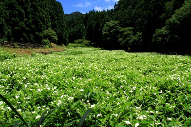 岡田の谷の半夏生を鑑賞、御杖神社参拝。　奈良県御杖村<br /><br />２０２０年７月２日<br />絶滅が危惧されている半夏生が群生している奈良県御杖村の「岡田の谷の半夏生園」へ行ってきました。<br />半夏生（夏至から十一日目）の頃だけ、葉の半分程が白くなり白い穂状の花が咲くので半夏生と呼ばれています。<br />写真ではわかりにくいですが、葉の大部分が白くなった半夏生が群生しています。<br /><br />御杖村<br />倭姫命（やまとひめのみこと）が天照大御神を奉じる地を求め日本の各地を巡っていたなか、この地を訪れた際に、その印として「杖」を残したとされる伝承の地です。