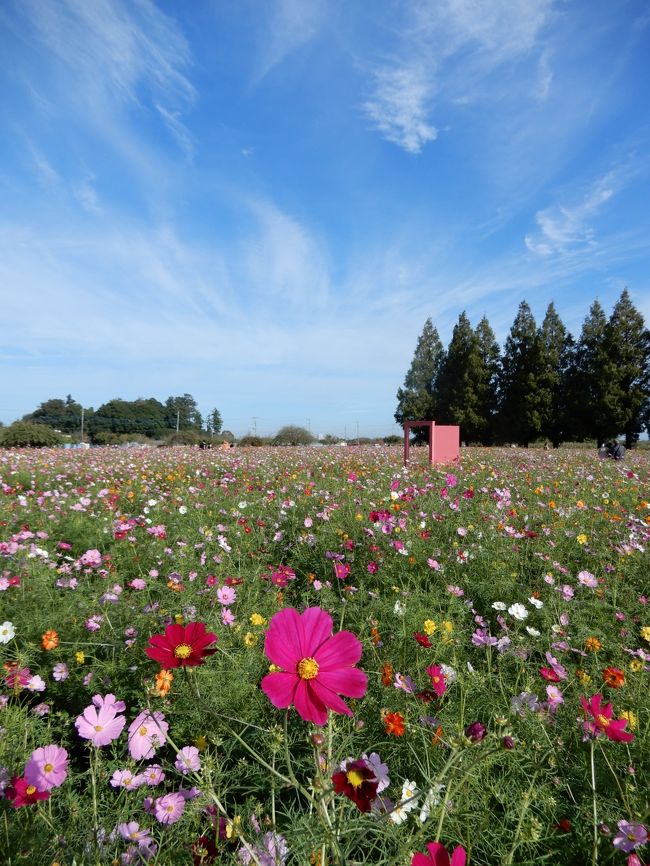 あけぼの山農業公園のコスモスが見頃に入りました！　「どこでもドア」もありますよ！<br />