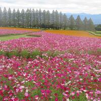 ８ケ月ぶりの旅　欠航で生まれたおまけの一日は当たりでした　宮崎その３