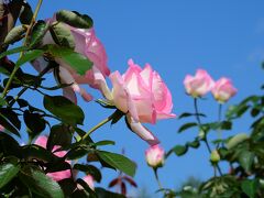 はりちゅうで秋のバラを楽しむ♪　～県立播磨中央公園～
