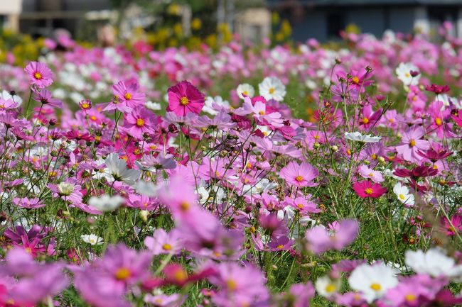 今年は「コスモスを見に行く」と決めて「東志方コスモス畑」へ行くことに。用事を済ませて１１時頃に志方町に向けてドライブスタート。<br />ところが渋滞で動きません。これはヤバイ。絶対にコスモス渋滞だ。コスモスは思った通り満開です。。。でも、駐車場も満車で路肩にも駐車しています。<br />この時点で12時前です。諦めました。。。<br />そうだ！新聞に載っていた加東市のコスモスを見に行こう。最近ドライブもしてなかったし窓開けて走るのも気持ちいいかも。。。<br />と、いう事で急きょ行先変更です。<br /><br />加東市の河高と言う地区にコスモス畑がありました。規模はとても小さいですが十分楽しめました。<br /><br />ちなみに、小野市のひまわりの丘公園も満開でした。ここも凄い人出でした。