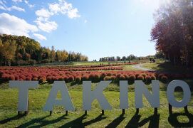 *秋の「滝野すずらん丘陵公園」にてコキア鑑賞など♪