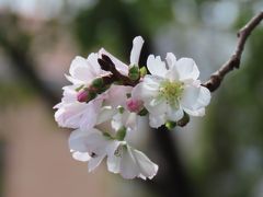 清楚な冬桜