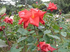 京都植物園の四季-その8 （コスモスと秋のバラ）