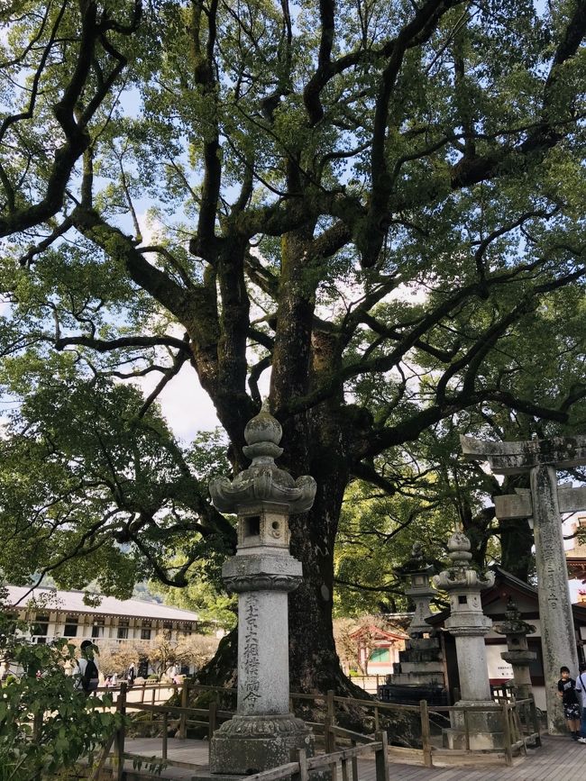 東京もGOTOが始まりましたので、友人を誘って福岡日帰り弾丸ツアーを計画しました。<br />有難いことに日帰りもGoto対象の、JALダイナミックパッケージを利用させて頂きます。<br />往復航空券と1人3,000円分の地域共通クーポン付きで、2人で33,600円<br />安い!<br /><br />目的は太宰府天満宮と福岡グルメ<br /><br />最高気温23度、最低気温13度 晴れ<br />薄手のシャツワンピにストール羽織って丁度いい感じです。