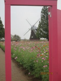 柏市のあけぼの山農業公園・コスモス５分咲・20年10月・・柏市のふるさとむかしばなし・第１０話」 