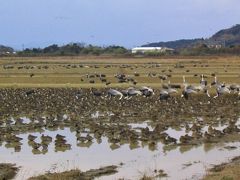 開聞岳、指宿温泉と出水の鶴（２００３年）