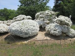 長井市白ツツジ公園とアヤメ公園