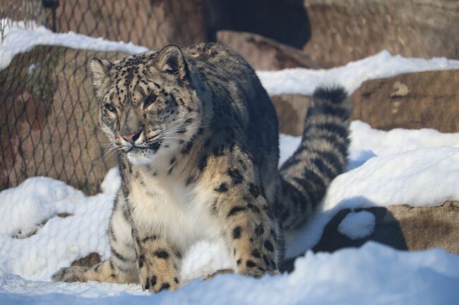 真冬のアメリカ 寒い時には寒いとこへ７「北米大陸最北の動物園♪アラスカ動物園へ行ってきた(氷河もあるよ)アンカレッジ編2/12」