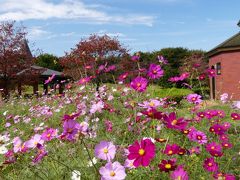 「深谷グリーンパーク」のコスモス_2020_見頃終盤、今年は花が少ない？（埼玉県・深谷市）