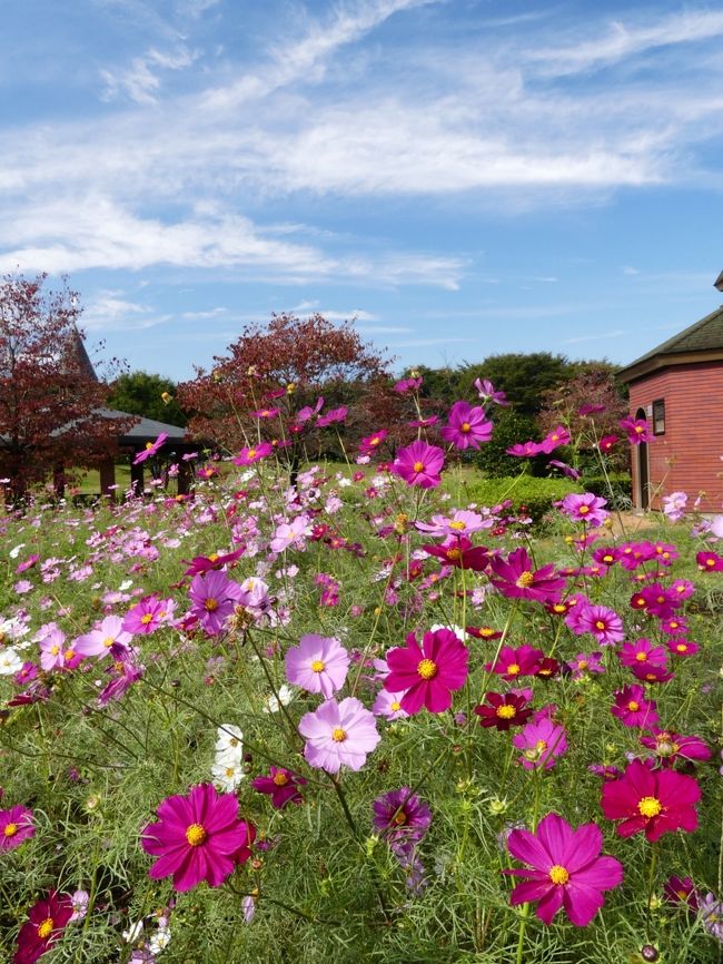 「深谷グリーンパーク」のコスモス_2020_見頃終盤、今年は花が少ない？（埼玉県・深谷市）