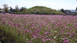 斑鳩のコスモス嬌艶