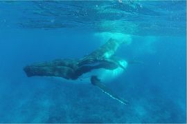 ルルツ島 クジラを求めて海へ タヒチでクジラと泳ぐ旅 その他の観光地 タヒチ の旅行記 ブログ By Fly Tiareさん フォートラベル ルルツ島 クジラを求めて海へ タヒチでクジラと泳ぐ旅 その他の観光地 タヒチ の旅行記 ブログ By Fly Tiareさん フォートラベル