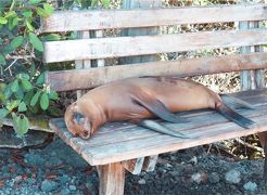 【イサベラ島】サメ、アシカ、ペンギンと泳ぐ！｜ガラパゴス滞在記②