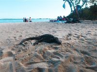 【イサベラ島】アシカとイグアナと一緒に寝そべるビーチ｜ガラパゴス滞在記④