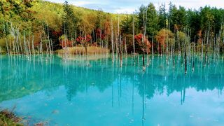 富良野・美瑛・白金温泉へ！ ひとり旅はつづくよどこまでも♪