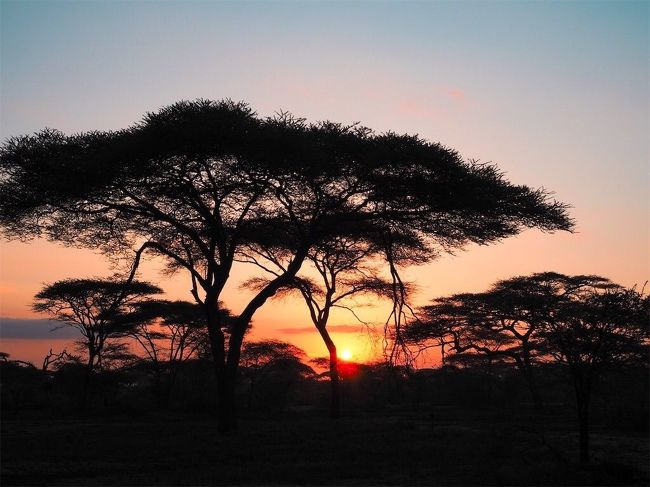 チーターのハンティングを目撃！アフリカでグランピング｜タンザニアでサファリ③