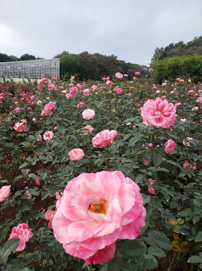 　友人の車で秋バラを楽しみに神代植物公園と深大寺へ行って来ました。バラの見事さと種類の多さに感激しました。<br />　深大寺も参拝し、美味しい深大寺蕎麦を味わって来ました。少々心配だった天候も首都高速を走る辺りまで快晴でした。<br />　バラの花をたくさん撮影して来ました。宜しければ目を通してみて下さい。