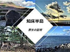 知床半島　野生の証明