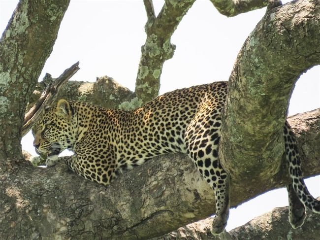 野生動物の宝庫！セレンゲティ国立公園でヒョウに遭遇｜タンザニアでサファリ⑤