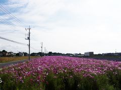 玉村町・国道沿いのコスモス_2020_綺麗に咲き揃っていました。（群馬県・佐波郡玉村町）