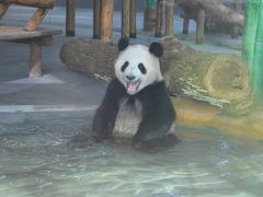 長沙生態動物園【2020年10月22日】のパンダの様子（スマホ動画投稿テスト）