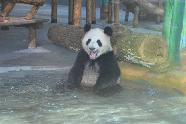 長沙生態動物園【2020年10月22日】のパンダの様子（スマホ動画投稿テスト）