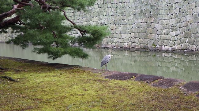 二条城の城内を散策中，清流園付近で偶然，鳥を撮影しました。