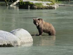 ユーコン・アラスカ子連れキャンピングカー旅行2～ヘインズでベアウォッチング1回目