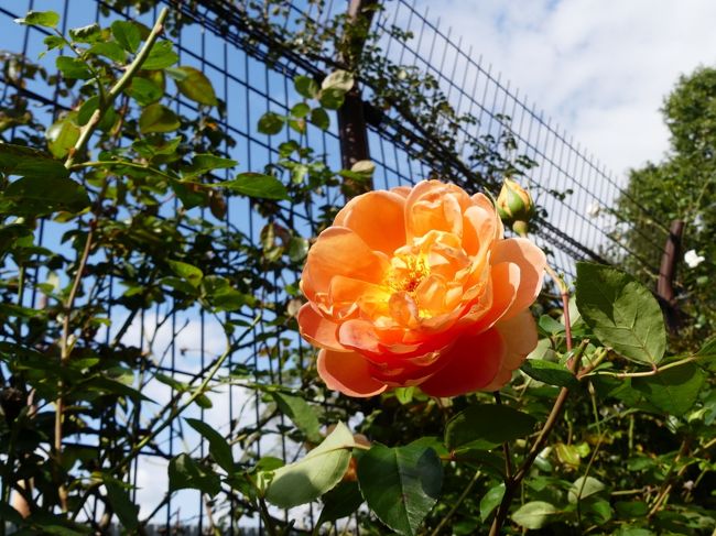 玉村町の「北部公園」へ、秋バラを見に行きました。<br /><br />バラは、ほぼ終わっていましたが、それでも咲き残っている花があり、三密を避けながら、のんびりと過ごせました。