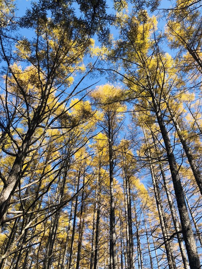 日光は、とちぎ県にあります。ご存知でしょうか。<br /><br />”魅力度ランキング”と云うやつで、栃木県が最下位だったという話があった週末。<br /><br />金色になるというカラマツの紅葉を見ようと、早朝の出発。　<br /><br />・・・ここはもう、認知度の高い地名を冠することにして「日光県」というのはどうでしょうって提案をこめて、このタイトル。<br /><br />