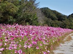 ２０２０年１０月　山口県・山陽小野田市　江汐公園にコスモスとバラを見に行きました。