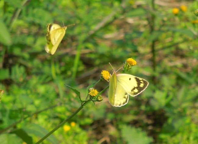 10月24日、午後０時半頃に所沢市南永井付近を散策しました。　久し振りの晴天で気温も20℃越えで気持ちがよかったです。<br />見られた蝶はコセンダングサの花にモンキチョウ、モンシロチョウが見られ、アベリア(ツクバネウツギ)の花にキチョウが見られ、ムクゲの花にイチモンジセセリが見られました。　その他、ツマグロヒョウモンの♀が見られました。<br /><br /><br /><br />*写真はモンキチョウ