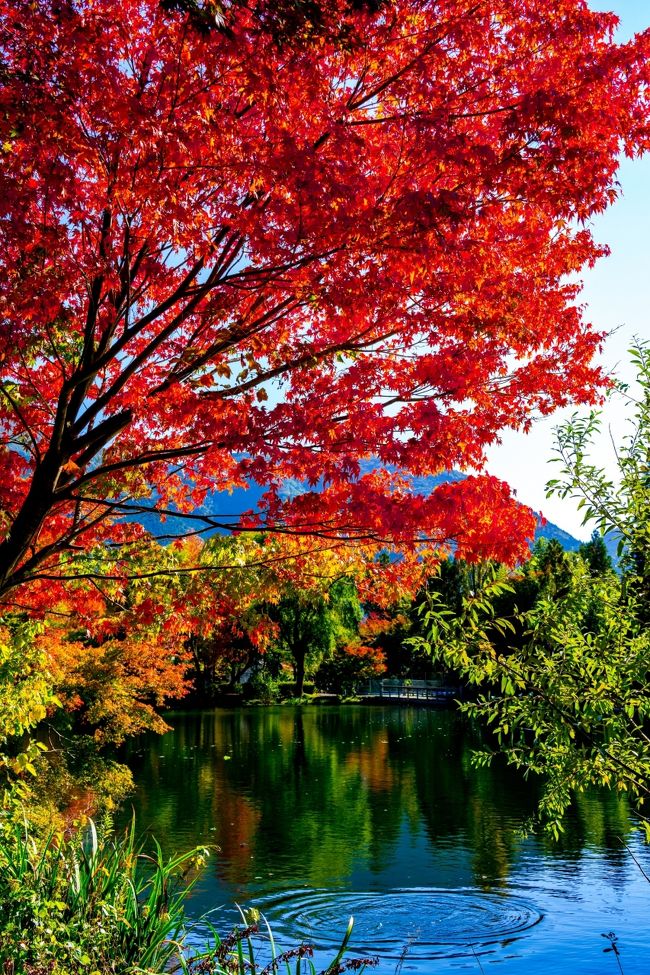 　くじゅう連山が真っ赤に染まるころ、由布院盆地から志高湖へ平地の紅葉の状況を見に行ってきました。