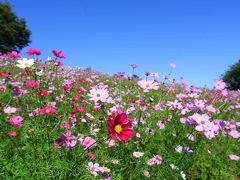 昭和記念公園でコスモスを愛でる