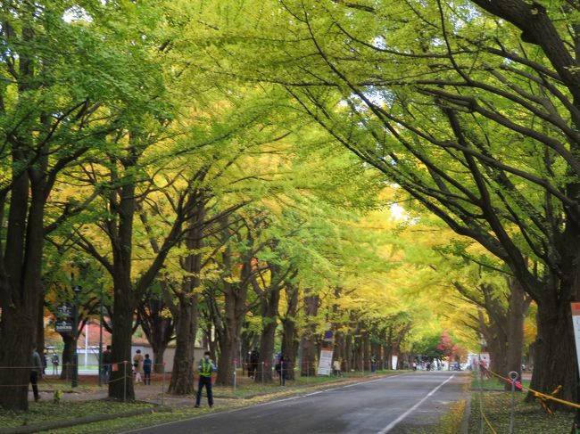 前日の中島公園のイチョウの状況から考えると、北海道大学のイチョウ並木もまだだろう、とは思いましたが、これからの季節はお天気が変わりやすいし、今日もくもりの予報が朝の内から何やら太陽が見え隠れしています。<br />じゃあ、ちょっと見てくるかという気分になったので、出かけてみました。<br />今年は大学の「北大金葉祭」は中止、webでの黄葉状況の提供も中止、ライトアップも中止です。一般開放日(交通規制あり)もありません。<br />自分で確かめるしかありません。<br />