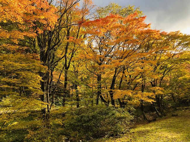岐阜県でも山間部に住んでいるので後１ヶ月先なら近所で紅葉も見る事ができます。でも平湯やせせらぎ街道に行って見る紅葉はまた違っていいですね！今回の旅行で一日目の昨日は雨。でも今日はちょっと曇っていますが時折青空も見えるので<br />紅葉を楽しめそうですね。せせらぎ街道はこの時期何度通っても素敵な場所です。