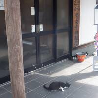 2020年9月守ろう心身の健康！四国リンリン時々テクテク遍路(5)住民・寺猫が愛す徳島市内を巡る