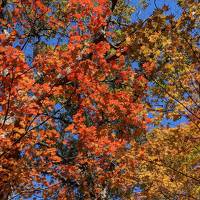 北海道・紅葉と温泉とグルメ旅 前編