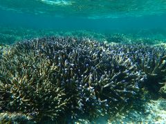 コロナ禍　慶良間諸島　阿嘉島へ行ってみた　