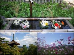 紅葉には早いけど静寂の嵯峨野　二尊院・常寂光寺散策