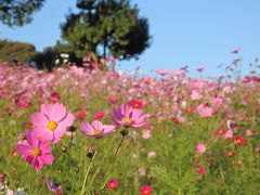 コスモス 立川広巳 花の丘のコスモスと 色づくイチョウ並木♪ 国営昭和記念公園