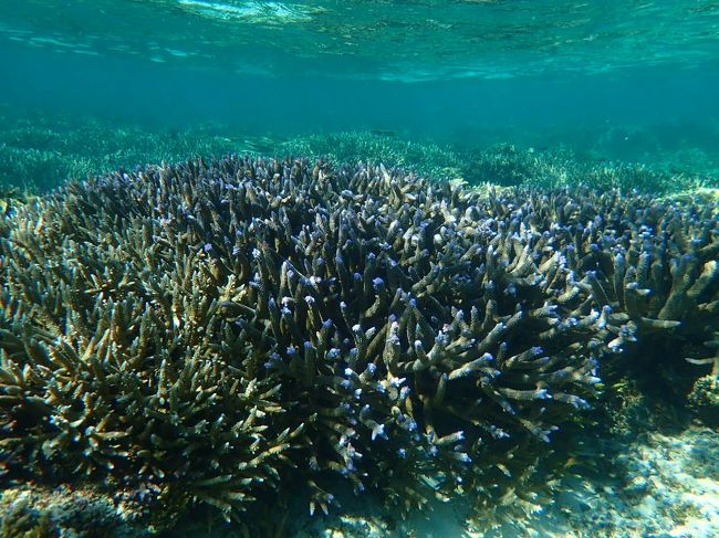 人が多いところは不安があるので<br />静かに過ごせる慶良間諸島　阿嘉島へ<br /><br />お宿側も島民の安全のために<br />マスク着用お願いしています。<br /><br />慶良間諸島へ向かう船は<br />コロナ感染なんて気にしない！<br />なんていうマスクをすることもないチャラ系を見かけましたが<br />船なら取り合えず　離れられるので安全確保<br /><br />阿嘉島はのんびり・・・<br />ヒズシビーチでシュノーケルしたり<br />ダイビングしたり<br />集落歩きをしたり　慶良間鹿を見たり<br />の２日３日旅