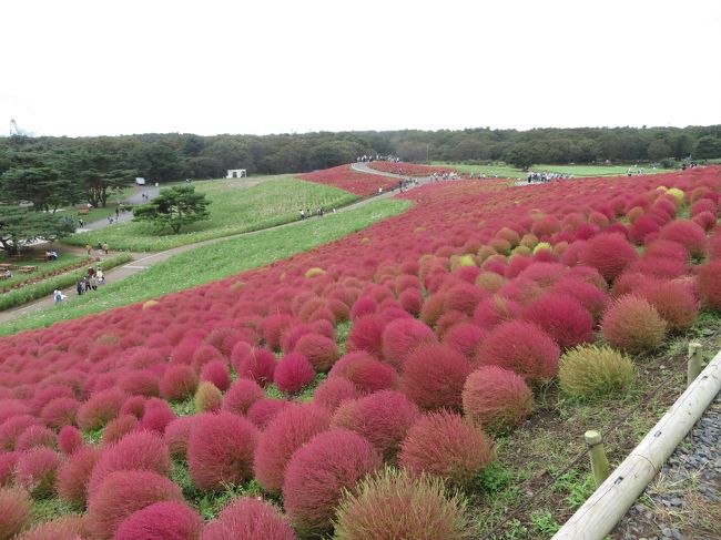 紅葉シーズンがやってきました。<br />関東地方の人気No.1との呼び声高い、ひたち海浜公園のコキアを見に行ってきました。<br />今年の春、ネモフィラのシーズンは、新型コロナの影響で開園しなかったのですが。<br />コキアは、何とか大丈夫。<br />カレンダーと天気予報を元に、10月13日に行くことにしました。<br /><br />今年でコキアシーズン3回目の訪問です。<br />幸いインバウンド観光客はいないので、ゆっくり見ることができました。<br /><br />那珂湊のおさかな市場に行こうと思ったのですが、なぜか大渋滞。<br />TVで紹介していたアクアワールド大洗のフードコートの寿司店に行くことに変更。<br />今回は、夕方になっていたので水族館には、寄らないで近くのスーパーで茨城野菜を購入して帰途につきました。<br /><br />