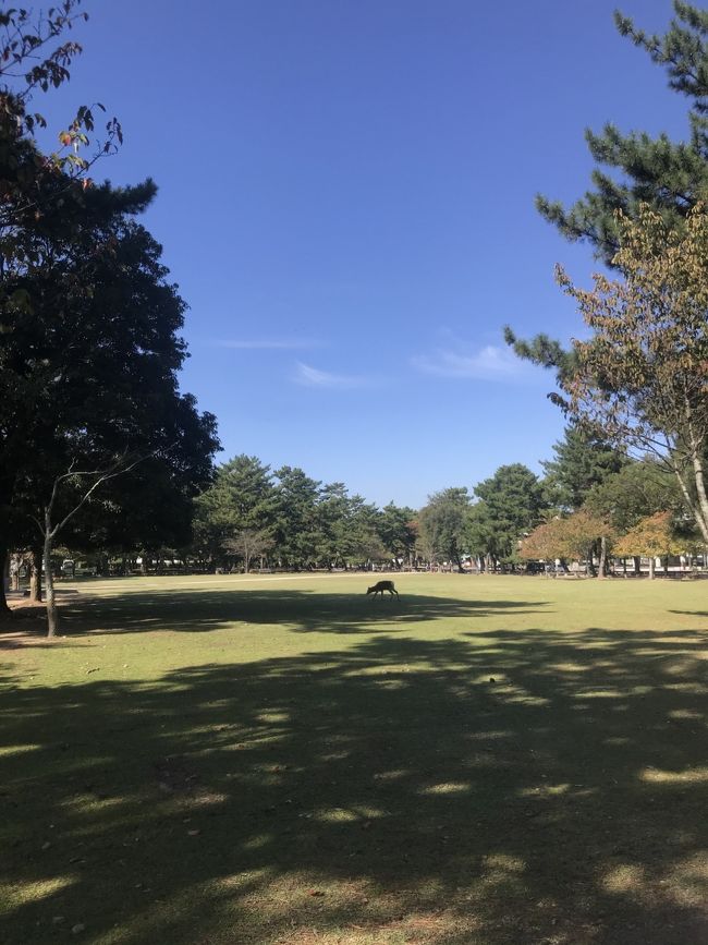 奈良県立美術館のチケットを頂いたので奈良を散策しました。ご飯屋さんや、コスモス畑を紹介します(^^)