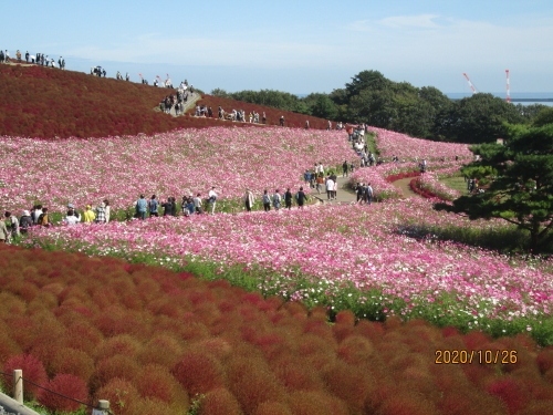 ひたちなか市のひたち海浜公園・コキア・コスモス