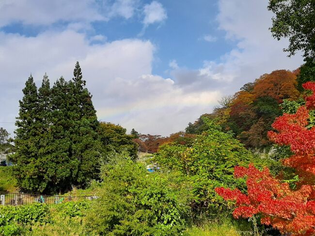 10月中旬、青森・八甲田山の山全体が燃えるような紅葉がピークに達するので、よく訪れています。<br /><br />今年はコロナ下ですが、時間を選ぶと新幹線が空いているのと、現地に着けば移動は全部レンタカーで人混みを避けられるので、予定通り決行しました。<br /><br />新幹線で八戸に入り、以下の旅程です。<br />八甲田山の天気がどうなってもいいように、1日は自由に予定を組めるバッファを取りました。<br /><br />10/23:自宅→八戸<br />10/24:八戸→種差海岸→北三陸方面→十和田市<br />10/25:十和田市→奥入瀬→十和田湖→黒石→八甲田→蔦沼→十和田市<br />10/26:十和田市→蔦沼→八甲田→奥入瀬・十和田湖→八戸<br /><br />あいにく冬型の気圧配置で八甲田山あたりは非常に変わりやすい気候かつ、太平洋側の晴れと日本海側の雨の境目。そうであったことが、逆にあちらこちらで虹を作ることになり、紅葉に色どりを添えていました。