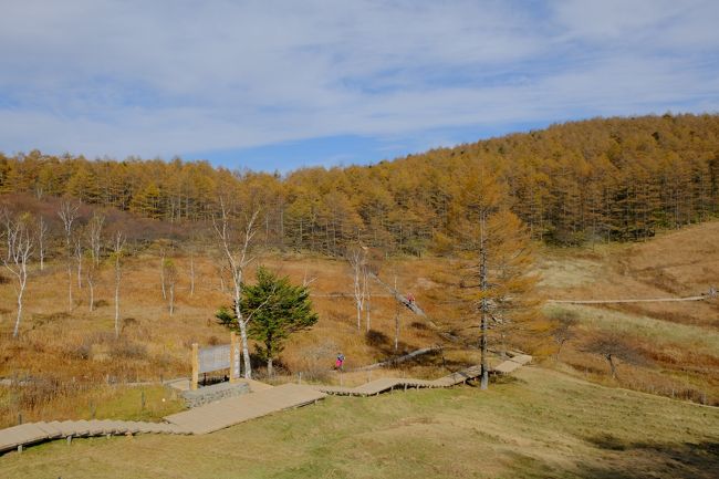 黄葉真っ盛りの入笠山に登りました。<br />お昼は絶品ビーフシチュー。目的はこっちだったかも!