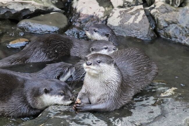 智光山公園こども動物園（略して「智光山ズー」）のコツメカワウソの男の子たちが、ついに他園に移動して一人立ちすることがきまってしまいました！<br />その日はいずれ来ることは分かっていました。<br />女の子のナナちゃんはとっくに那須どうぶつ王国にお嫁に行っていて、今年2020年の春にめでたくお母さんになっているのです。<br />男の子たちも、大人になったら、ずっとアキ・パパのもとで一緒に過ごしているわけにはいきません。<br />成獣となった子供たちを含めて８頭も一緒にいて、今でも仲良い方が、珍しいようなのです。<br />智光山ズーのコツメカワウソの展示場は十分広いので、８頭で手狭ということはないのですが、大人になった子供たちはいずれ他園に移動になるだろうと思っていました。<br />ついにその発表を、公式フェースブックで見つけたとき───！<br />2020年秋頃に移動の予定だけれど、日付はまだ未定で、新型コロナ感染拡大防止のために、お別れ会もできないとなれば───！<br />せめてあともう１回、アキ・パパと息子たち８頭のわらわら同居を見納めしておきたいと思いました。<br /><br />そんなわけで、用事があって休みを取った帰りに出かけた９月最終日の水曜日の午後。<br />１時間半ほどの再訪でしたが、コツメカワウソの８頭同居の見納めの他、ミーアキャットの赤ちゃん、エミューの人工哺育の子のぱんちゃん他、だいたいいつものメンバーの表敬訪問＆撮影ができました。<br /><br />コツメカワウソのむしゃむしゃタイムは、平日限定で復活していたようです。<br />ただ、あいにく15時すぎの訪問だったので見逃しました。<br />そのくらいの時間だと、コツメカワウソたちは、バックヤードに戻った後にもらえる夕食が早く欲しくてそわそわしている時間帯なので、小石でジャグリングする様子とか、泳ぎを楽しんだ後に、そこらじゅうで体をすりすりして水気を取るシーンや、仲良く団子になって寝ているところ、といった、いろんな姿までは見られませんでした。<br />でも、ずーっと小枝で遊んでいる子がいました。<br />私とよく目線が合う子や、もう眠たかったのか、可愛いポーズを見せてくれた子、いつも１人で過ごしている子など、８頭の個体判別はほとんどできなくても、個性はうかがえました。<br />他園に移動になるのは、2017年生まれの三つ子のうちイチくん、2018年生まれの四つ子のうちコロンくんとココロくんが千葉市動物公園へ、コロッケくんとコロナくんがさいたま水族館で、計５頭が旅立ちます。<br />そうなると今後は、午前中がシズク・ママの単独展示、午後がアキ・パパ、リオくん、ロクくんの３頭展示となるでしょう。<br />本日いろんな個性を見せてくれた子のうちのどの子が移動になり、どの子が残るのか、私には見分けがつきませんでした。<br />だからこそ、１頭だけに注目している時も、この秋には移動になってしまう子かもしれないと思いながら、見納めしました。<br />ただ、アキ・パパだけは見分けがつきやすいので、アキ・パパにはまた会えると思いながら見ていましたが、アキ・パパにとりわけなついていた子が、移動する子か、残る子かはわかりませんでした。<br /><br />ちなみに、今回は、ふれあい広場のヤギやヒツジたちに会うのに間に合いました。<br />前回の８月30日の再訪時は、ヤギもヒツジも、もうバックヤードに戻った後だったのです。<br />ヒツジの中では、男の子のたかおくんが、とりわけ私のお気に入りです。<br />どこかおとぼけな表情に見えるところが、ツボなのです。<br />ただ、いまいるヒツジの女の子は、たかおくんのママやおばあちゃんのはずなので、たかおくんに繁殖の予定がないのであれば別ですが、いずれ他園に移動になる可能性はゼロではありません。<br />その意味では、今日、ちゃんと会えてよかったです。<br /><br />智光山公園こども動物園の公式サイト<br />http://www.parks.or.jp/chikozan/zoo/<br />こどもとお出かけサイトの智光山公園こども動物園の紹介ページ<br />http://iko-yo.net/facilities/270/attractions<br /><br />＜タイムメモ＞<br />15:05　動物園の前の駐車場（無料）に到着<br />15:10　年パスで智光山こども動物自然公園に入園<br />15:10-15:15　ミーアキャット親子<br />15:15　ホンドタヌキ<br />15:15-15:40　コツメカワウソ<br />15:40-15:45　ワオキツネザル・パルマワラビー・カピバラ<br />15:45-15:50　メンフクロウ・エミューのぱん<br />15:55-16:00　リス見当たらず・ケープペンギン<br />16:00-16:15　ふれあい広場<br />（ヒツジ・ヤギ・猛禽類・ケープハイラックス）<br />16:20-16:25　コツメカワウソ<br />16:30　動物園を出る<br /><br />＜これまでの智光山公園こども動物園の旅行記＞<br />20回目：2020年８月30日<br />「真夏日の日曜午後にさくっと智光山公園こども動物園～ミーアキャットの赤ちゃんもエミューのぱんちゃんも元気でコツメカワウソ父子８頭展示も続行」<br />https://4travel.jp/travelogue/11644594<br />19回目：2020年８月14日<br />「猛暑の夏にさくっと智光山公園こども動物園～ミーアキャットの赤ちゃんデビュー！～コツメカワウソのアキ・パパと息子たちはいつまで同居が見られるか」<br />https://4travel.jp/travelogue/11642545<br />18回目：2020年７月30日<br />「智光山公園こども動物園に梅雨明け前の７月末に～コツメカワウソ８頭のむしゃむしゃタイム＆今年最後の求愛クジャク＆エミューの赤ちゃん名前はぱん」<br />https://4travel.jp/travelogue/11639002<br />17回目：2020年６月18日<br />「智光山公園こども動物園も開園！～わちゃわちゃコツメカワウソ８頭となつかしい仲間たちとはじめましてエミューの赤ちゃん」<br />https://4travel.jp/travelogue/11633436<br />16回目：2019年12月21日<br />「クリスマスリースのお帰り橋の智光山公園こども動物園～こちらもゆず湯カピバラ＆総勢８頭のコツメカワウソ大活躍＆来年の干支のカレンダーゲット」<br />https://4travel.jp/travelogue/11579546<br />15回目：2019年９月１日<br />「新ペンギンビーチが開設した夏の智光山公園こども動物園に午後から～コツメカワウソむしゃむしゃ＆くねくねタイムには間に合った！」<br />https://4travel.jp/travelogue/11537525<br />14回目：2019年３月２日<br />「ひな祭りの智光山公園こども動物園～相変わらず楽しいコツメカワウソ一家と半ヶ月齢の子ヒツジちゃんとテンジクネズミのひな壇と桜バージョンのテンジクネズミのお帰り橋」<br />https://4travel.jp/travelogue/11465361<br />13回目：2019年１月４日<br />「新春2019・智光山公園こども動物園でコツメカワウソやモルモットの日本一の橋渡りにほっこり」<br />https://4travel.jp/travelogue/11442359<br />12回目：2018年９月１日<br />「初秋・雨降る前の智光山公園こども動物園～コツメカワウソの四つ子の赤ちゃんの成長ぶりが見たくて」<br />https://4travel.jp/travelogue/11397440<br />11回目：2018年８月11日<br />「智光山公園こども動物園の昼と夜：チビウソの４つ子はピーナッツ体型の可愛さ盛り～ちっちゃい足でダッシュするテンジクネズミのおかえり橋などもれなく楽しんだ昼＆めったに会えない動物に会えたナイトズー」<br />https://4travel.jp/travelogue/11389336<br />10回目：2018年７月８日<br />「海外旅行前日に智光山公園こども動物園の動物たちとふれあう」<br />https://4travel.jp/travelogue/11379881<br />９回目：2018年６月30日<br />「コツメカワウソの４つ子の赤ちゃんに会えたらいいなと車でちょっくら智光山公園こども動物園へ」<br />https://4travel.jp/travelogue/11375367<br />８回目：2018年５月26日<br />「動物たちに癒されたくてふらっと出かけた智光山公園こども動物園～水中で踊るように餌を獲っていたコツメカワウソやおかえり橋でそわそわのテンジクネズミたち～ブラジルバクの表敬訪問忘れた！」<br />https://4travel.jp/travelogue/11363684<br />７回目：2018年４月14日<br />「テンジクネズミのおちり行進を見に八重桜の智光山公園こども動物園へ～おかえり橋を反対側から見て見たら＆アキ・パパを筆頭に今回も元気なコツメカワウソ一家が見られた@」<br />https://4travel.jp/travelogue/11349233<br />６回目：2018年３月３日<br />「ひな祭りと世界野性動物の日の智光山公園こども動物園～テンジクネズミのひな壇に日本最長のお帰り橋やコツメカワウソとの握手会や温泉サルなど２時間でもハイライトを満喫」<br />https://4travel.jp/travelogue/11335961<br />５回目：2017年11月12日<br />「秋晴れの午後に車でさくっと智光山公園の植物園と動物園へ（後）子供たちがめちゃくちゃ元気なコツメカワウソ一家６匹に歓声がやまないこども動物園」<br />https://4travel.jp/travelogue/11302138<br />４回目：2017年８月11日<br />「2017年お盆の３日連休初日は自宅から最も近い智光山公園こども動物園へ（前編）コツメカワウソ特集：三つ子の赤ちゃんの泳ぎの練習が見たくて」<br />http://4travel.jp/travelogue/11270727<br />「2017年お盆の３日連休初日は自宅から最も近い智光山公園こども動物園へ（後編）マーコールの赤ちゃんや楽しいカピバラ・カップルや日本一長いテンジクネズミのおかえり橋とおうちにダッシュで帰るヤギほか」<br />http://4travel.jp/travelogue/11270740<br />３回目：2017年５月３日<br />「ゴールデンウィークは地元埼玉で過ごそう！（１）智光山公園こども動物園：GW中の県道の渋滞と駐車場を甘くみて車で向かったけど、コツメカワウソ親子のむしゃむしゃタイムに間に合った＆羊の毛刈りでポポちゃんお疲れさま！」<br />http://4travel.jp/travelogue/11240506<br />２回目：2017年２月25日<br />「智光山公園こども動物園～我が家に一番近い動物園はいま～コツメカワウソが３頭家族に！＆モルモットの雛壇」<br />http://4travel.jp/travelogue/11219161<br />１回目：2016年３月６日<br />「久しぶりに自転車でのんびり智光山公園へ（後編）こども動物園：レッサーパンダはいないけど、日本最高齢のブラジルバクのペアに会いたくて～モルモットの橋渡りは日本最長21m！」<br />http://4travel.jp/travelogue/11110633<br /><br />※これまでの動物旅行記の目次を作成済。随時更新中。<br />「動物／動物園と水族館の旅行記～レッサーパンダ大好き～　目次」<br />http://4travel.jp/travelogue/10744070<br /><br />※こども動物園を含むこれまでの智光山公園の旅行記のURL集はこの旅行記の末尾にまとめました。<br />