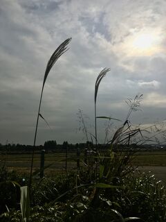 秋を探して　少しだけ　遠出をしました。埼玉の自然に触れて。　鴻巣　東松山　川越。